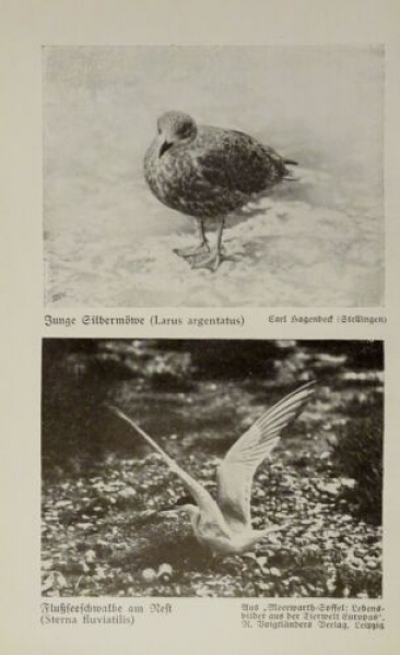 1926 - Silbermöwe, Flußseeschwalbe / Ringelgänse, Teichhuhn - alter Druck